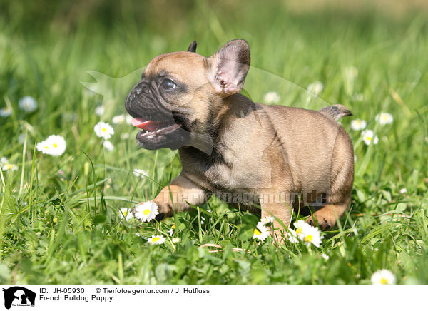 Franzsische Bulldogge Welpe / French Bulldog Puppy / JH-05930