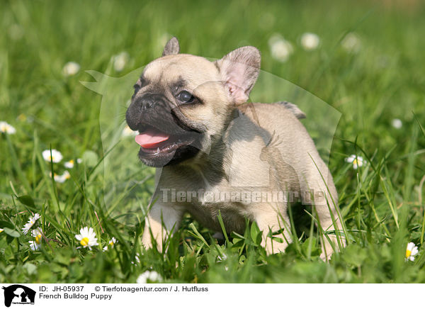 Franzsische Bulldogge Welpe / French Bulldog Puppy / JH-05937