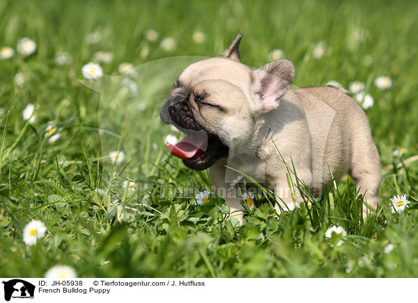 Franzsische Bulldogge Welpe / French Bulldog Puppy / JH-05938