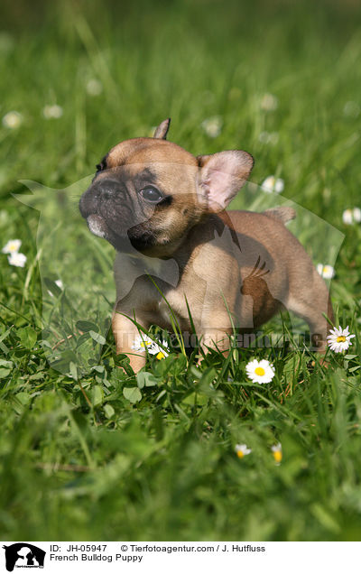 Franzsische Bulldogge Welpe / French Bulldog Puppy / JH-05947