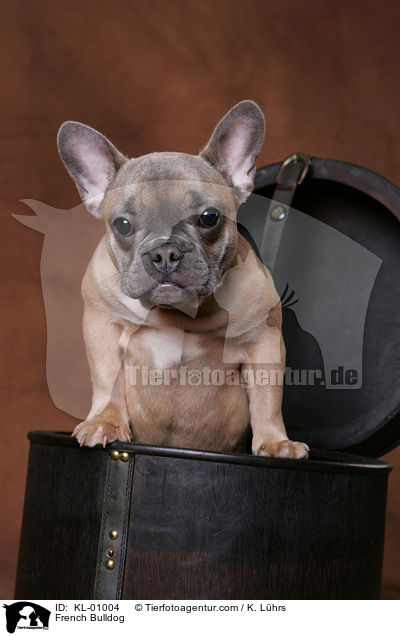 Franzsische Bulldogge / French Bulldog / KL-01004