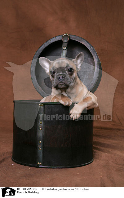 Franzsische Bulldogge / French Bulldog / KL-01005