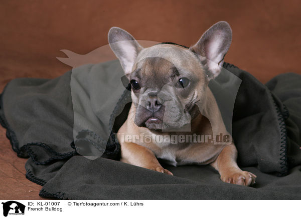 Franzsische Bulldogge / French Bulldog / KL-01007