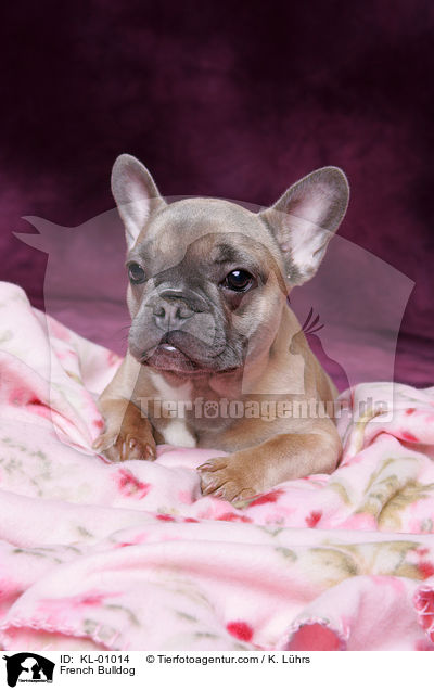 Franzsische Bulldogge / French Bulldog / KL-01014