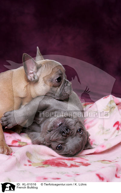 Franzsische Bulldogge / French Bulldog / KL-01016