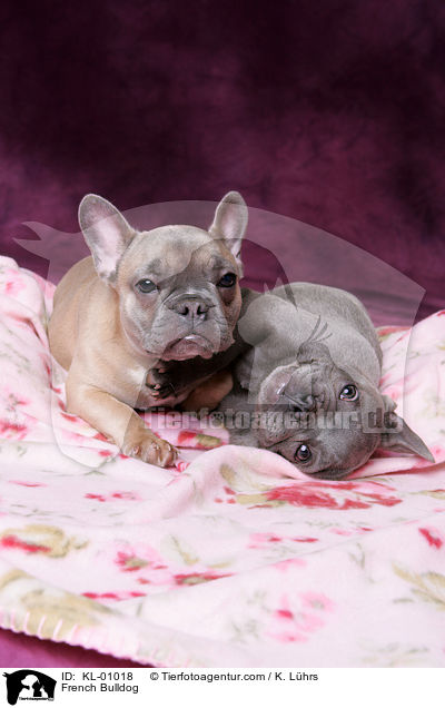 Franzsische Bulldogge / French Bulldog / KL-01018