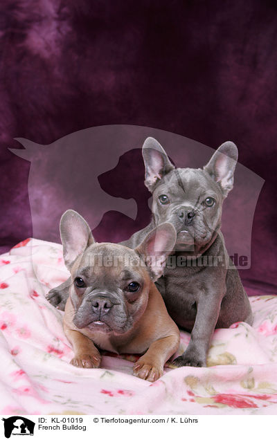 Franzsische Bulldogge / French Bulldog / KL-01019