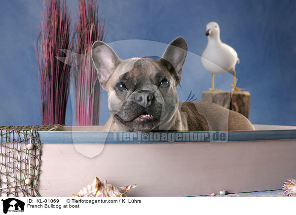 Franzsische Bulldogge im Boot / French Bulldog at boat / KL-01069