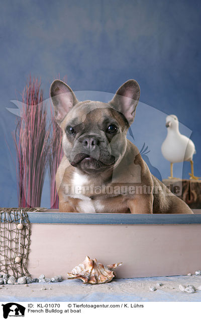 Franzsische Bulldogge im Boot / French Bulldog at boat / KL-01070