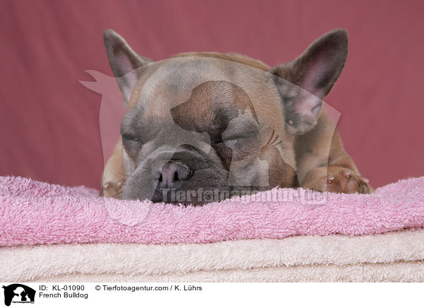 Franzsische Bulldogge / French Bulldog / KL-01090