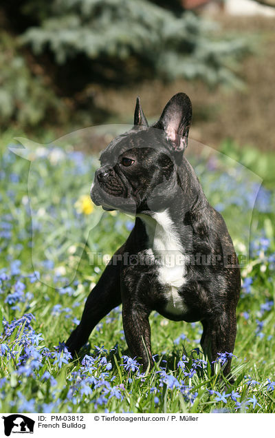 Franzsische Bulldogge / French Bulldog / PM-03812