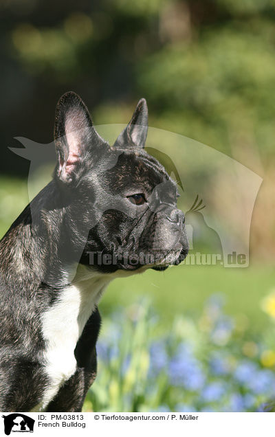 Franzsische Bulldogge / French Bulldog / PM-03813