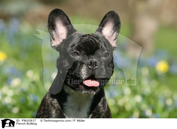 Franzsische Bulldogge / French Bulldog / PM-03817