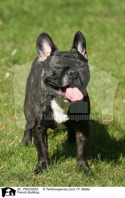 Franzsische Bulldogge / French Bulldog / PM-03829