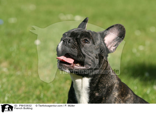 Franzsische Bulldogge / French Bulldog / PM-03832