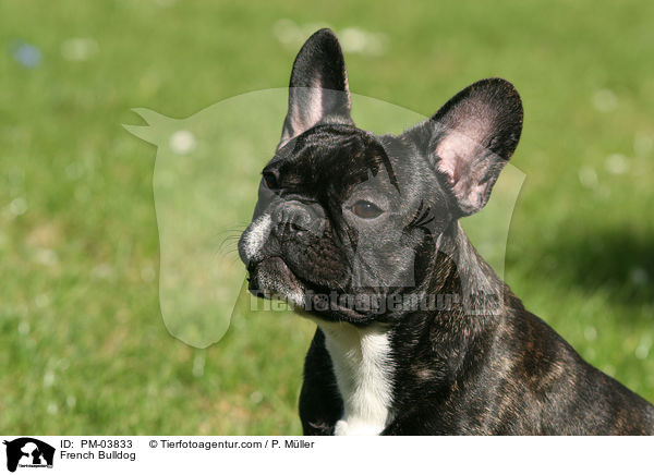 Franzsische Bulldogge / French Bulldog / PM-03833