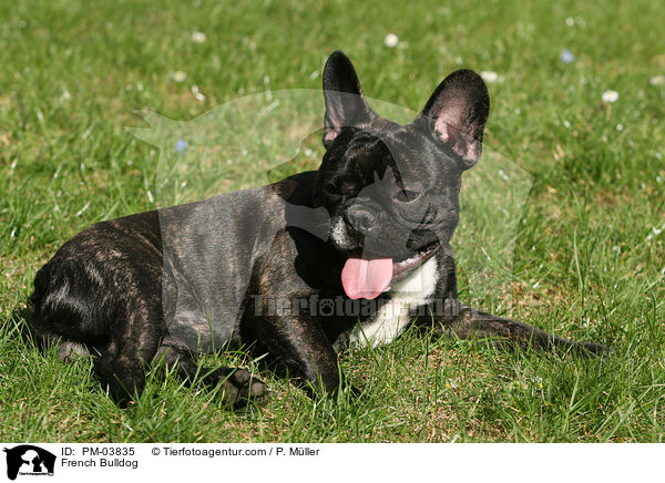 Franzsische Bulldogge / French Bulldog / PM-03835