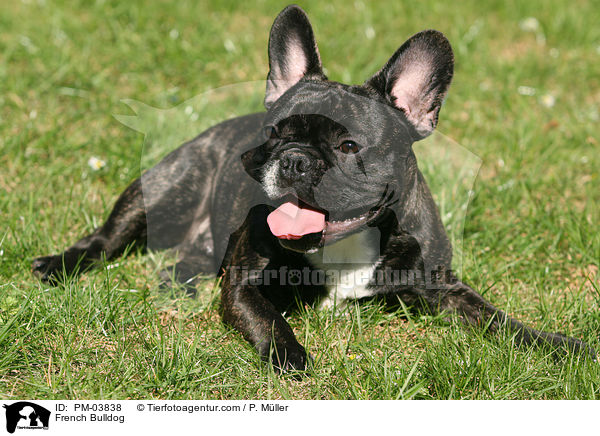 Franzsische Bulldogge / French Bulldog / PM-03838