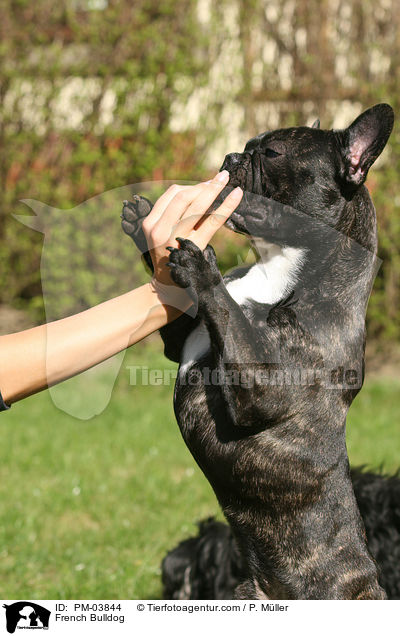 Franzsische Bulldogge / French Bulldog / PM-03844