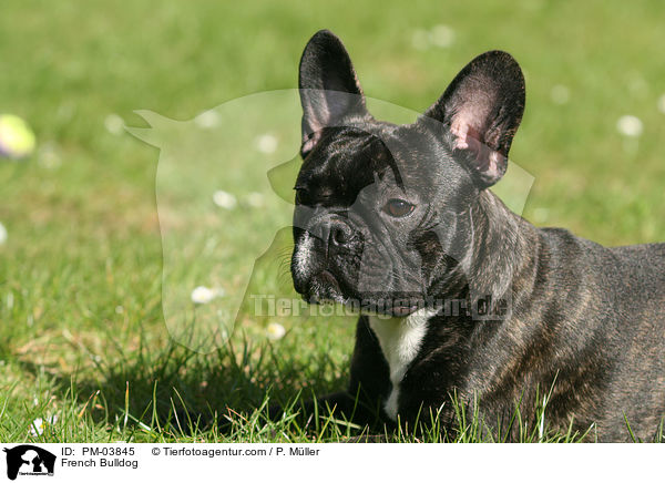 Franzsische Bulldogge / French Bulldog / PM-03845