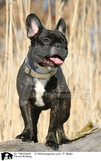 Franzsische Bulldogge / French Bulldog / PM-03849