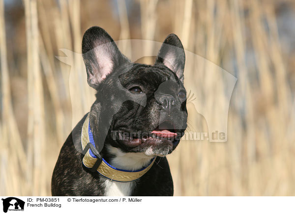 Franzsische Bulldogge / French Bulldog / PM-03851