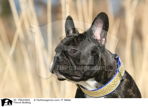 Franzsische Bulldogge / French Bulldog / PM-03852