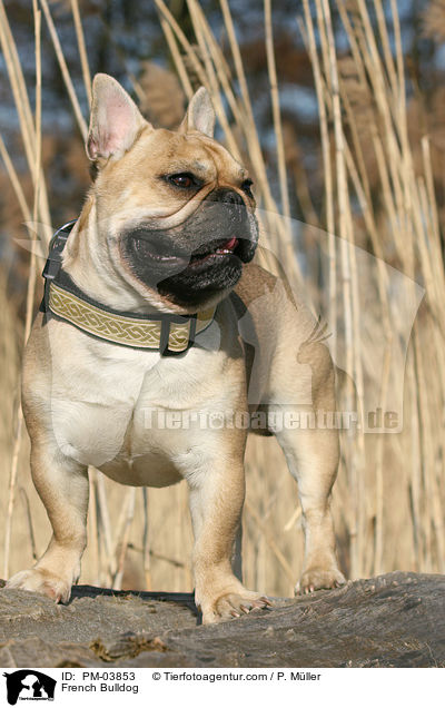 Franzsische Bulldogge / French Bulldog / PM-03853