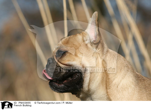 Franzsische Bulldogge / French Bulldog / PM-03855