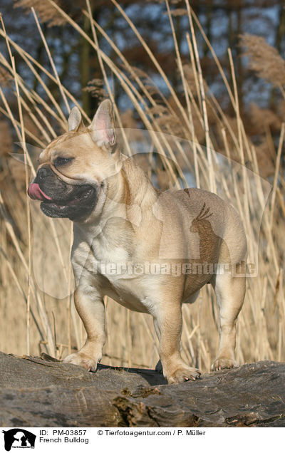 Franzsische Bulldogge / French Bulldog / PM-03857