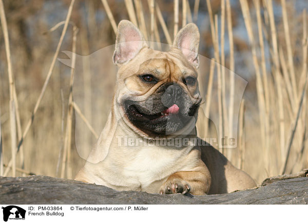 Franzsische Bulldogge / French Bulldog / PM-03864