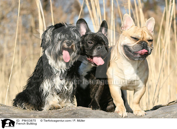 Franzsische Bulldogge / French Bulldog / PM-03875