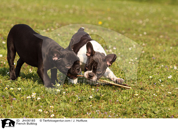 Franzsische Bulldogge / French Bulldog / JH-06185