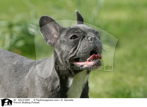 Franzsische Bulldogge Portrait / French Bulldog Portrait / SG-01805