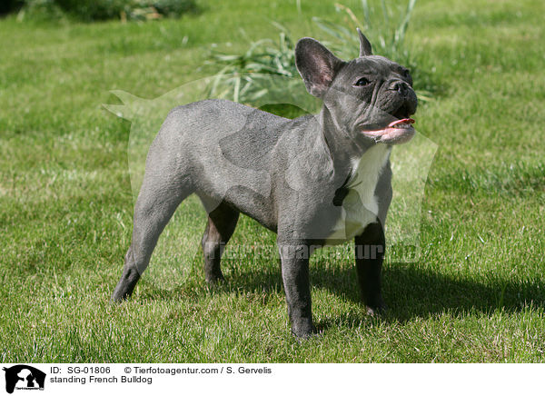 stehende Franzsische Bulldogge / standing French Bulldog / SG-01806