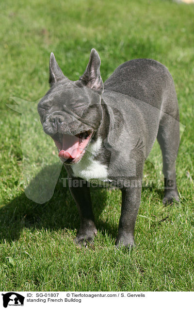 stehende Franzsische Bulldogge / standing French Bulldog / SG-01807