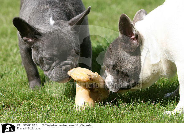 Franzsische Bulldoggen / French Bulldogs / SG-01813