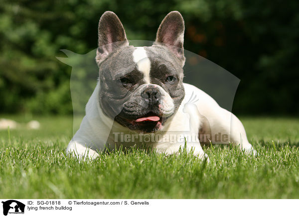 liegende Franzsische Bulldogge / lying french bulldog / SG-01818