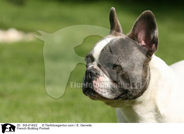 Franzsische Bulldogge Portrait / French Bulldog Portrait / SG-01822