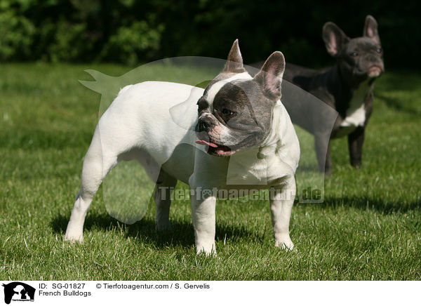 Franzsische Bulldoggen / French Bulldogs / SG-01827