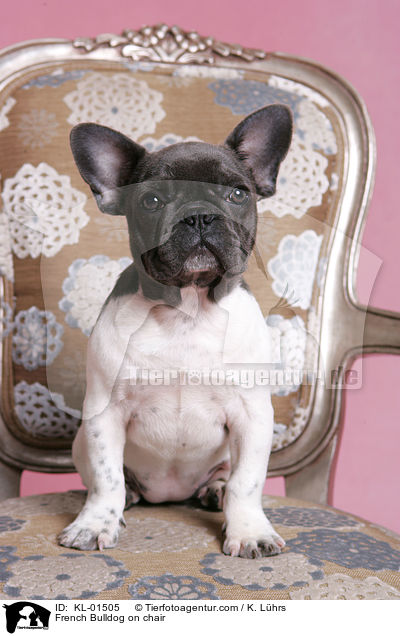 Franzsische Bulldogge auf Stuhl / French Bulldog on chair / KL-01505