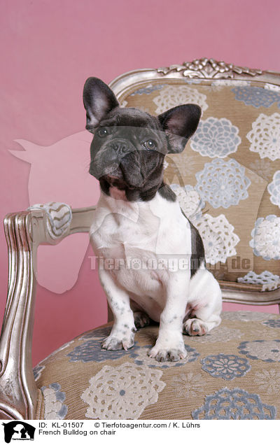 Franzsische Bulldogge auf Stuhl / French Bulldog on chair / KL-01507