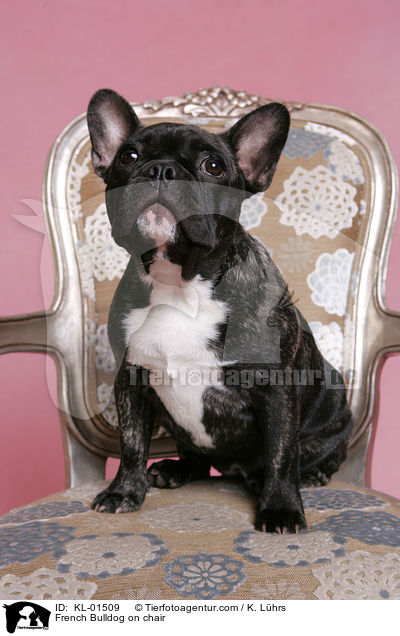 Franzsische Bulldogge auf Stuhl / French Bulldog on chair / KL-01509