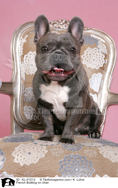 Franzsische Bulldogge auf Stuhl / French Bulldog on chair / KL-01512