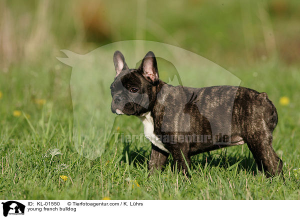 junge Franzsische Bulldogge / young french bulldog / KL-01550