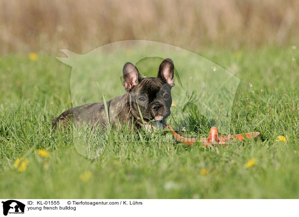 junge Franzsische Bulldogge / young french bulldog / KL-01555