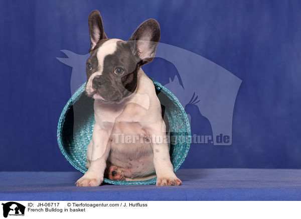 Franzsische Bulldogge im Krbchen / French Bulldog in basket / JH-06717