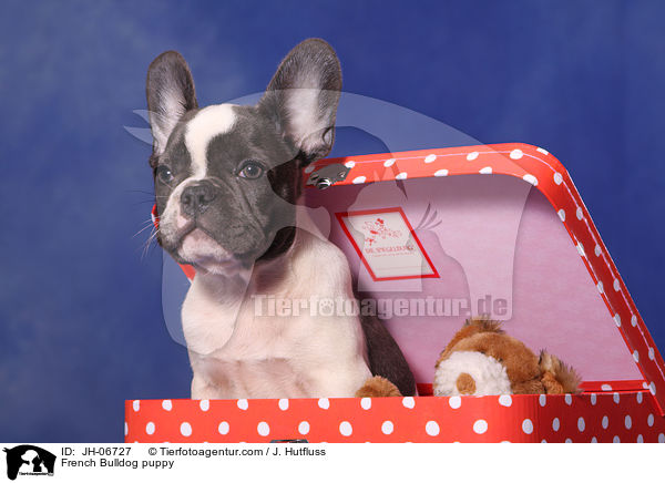 Franzsische Bulldogge Welpe / French Bulldog puppy / JH-06727