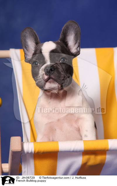 Franzsische Bulldogge Welpe / French Bulldog puppy / JH-06729