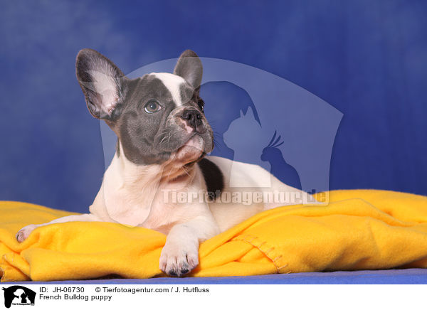 Franzsische Bulldogge Welpe / French Bulldog puppy / JH-06730